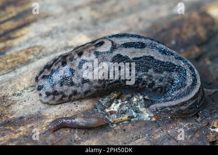 Natürliche Nahaufnahme auf einer gepunkteten grauen oder Leopardenschnecke, LiMax maximus, gebogen auf dem Boden Stockfoto