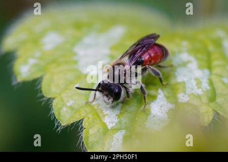Detaillierte Nahaufnahme einer männlichen, rothürgigen Bergbaubiene, Andena labiata, die auf einem grünen Blatt sitzt Stockfoto