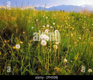 DE - BAYERN: Frühling im Allgaeu bei Füssen Stockfoto