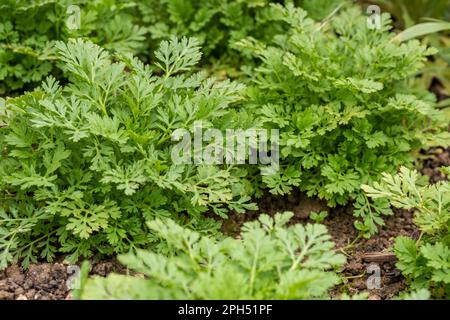 Tanacetum parthenium. Junge Pflanzen der Flitterpaar. Wird als Füllblume in Landhausbouquets verwendet. Stockfoto