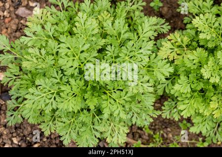 Tanacetum parthenium. Junge Pflanzen der Flitterpaar. Wird als Füllblume in Landhausbouquets verwendet. Stockfoto