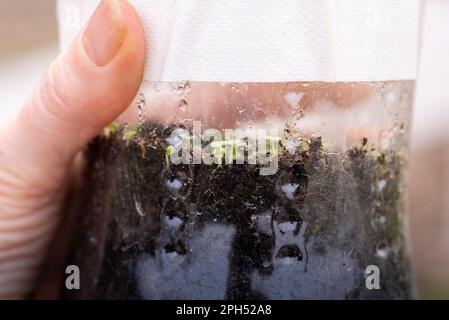 Wintersaat. Prüfung auf kleine snapdragon-Setzlinge in einer Plastikflasche, die nach der Schichtung im Freien im Winter keimten. Stockfoto