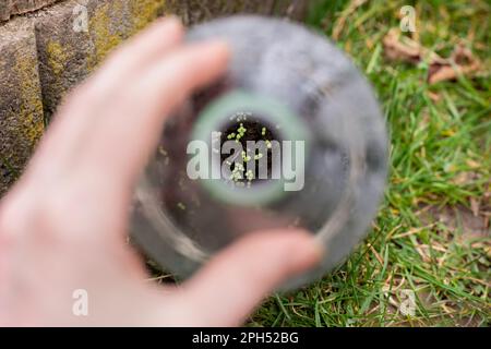 Wintersaat. Prüfung auf kleine snapdragon-Setzlinge in einer Plastikflasche, die nach der Schichtung im Freien im Winter keimten. Stockfoto