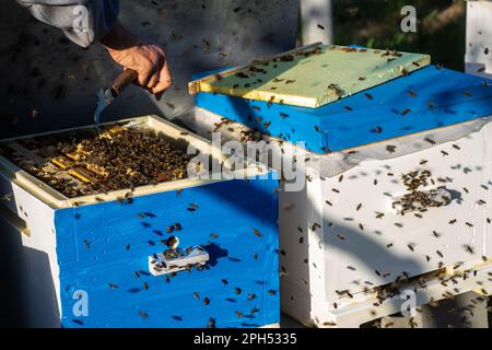 Professioneller Imker, der die Gesundheit seiner Bienen überwacht Stockfoto