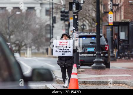 PETA-Demonstranten an der Harvard Universität, entsetzt über grausame und ungewöhnliche Behandlung von Affen für Tierversuche, durchgeführt von Professor Margaret Liv Stockfoto