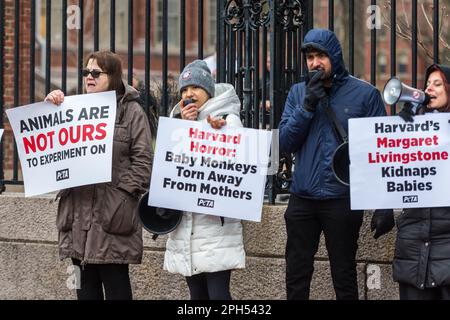 PETA-Demonstranten an der Harvard Universität, entsetzt über grausame und ungewöhnliche Behandlung von Affen für Tierversuche, durchgeführt von Professor Margaret Liv Stockfoto