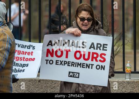 PETA-Demonstranten an der Harvard Universität, entsetzt über grausame und ungewöhnliche Behandlung von Affen für Tierversuche, durchgeführt von Professor Margaret Liv Stockfoto