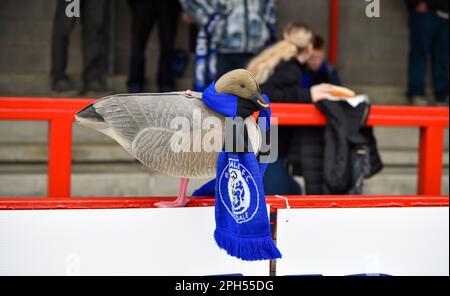 Rochdale-Fans und eine Gans! Während der EFL League zwei Spiele zwischen Crawley Town und Rochdale AFC im Broadfield Stadium , Crawley , Großbritannien - 25. März 2023 Photo Simon Dack/Tele Images. Nur redaktionelle Verwendung. Kein Merchandising. Für Fußballbilder gelten Einschränkungen für FA und Premier League. Keine Nutzung von Internet/Mobilgeräten ohne FAPL-Lizenz. Weitere Informationen erhalten Sie von Football Dataco Stockfoto