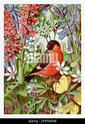 Roter Vogel, gelber Schmetterling und Frühlingsblumen. Saisonale Darstellung des „The Illustrated London Almanack“ (1845 bis 1895) Stockfoto