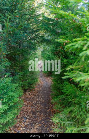 Schmaler Waldweg durch immergrüne Tannen. Herbstsaison. Stockfoto