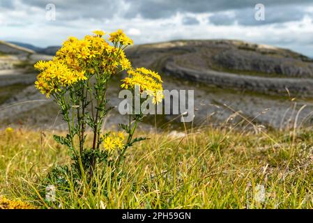 Gelb blühende Blume vor dem Hügel Slieve Rua, dem Burren National Park, County Clare, Irland Stockfoto