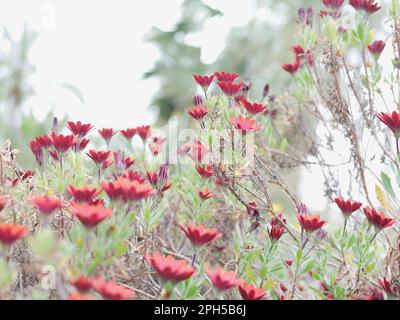 Fleurs Rouges dans le jardin Stockfoto