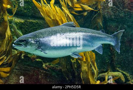 Atlantischer Lachs Salmo Salar schwimmt im Meerwasser Stockfoto