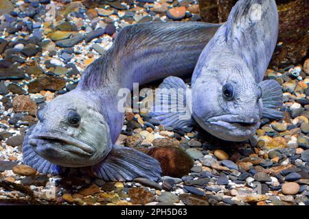 Wolfsbarsch (Anarhichas lupus), der auf farbigen Kieseln ruht Stockfoto