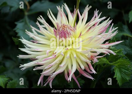 Wunderschöne weiße und rosafarbene Blüten der Kaktusdahlia in voller Blüte Stockfoto