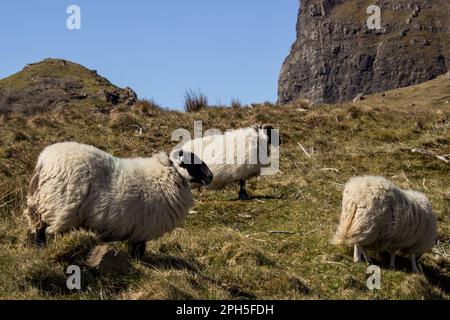 Schafe auf der unfruchtbaren Heide der Insel Skye in Schottland Stockfoto