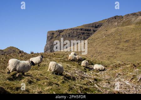 Ein kleiner Schafbestand auf der unfruchtbaren Heide der schottischen Isle of Skye Stockfoto