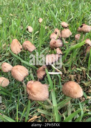 Pilze im Gras nach dem Regen Stockfoto