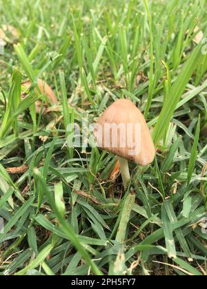 Pilze im Gras nach dem Regen Stockfoto