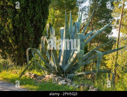 Stacheldraht, silbriges Laub in der Rosette des Winterharte sukkulente Wüste, Agave parryi Stockfoto