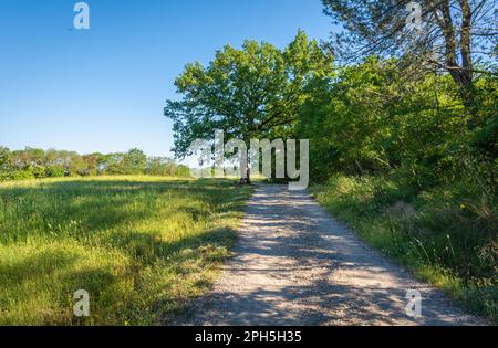 Toskana-Frühlingslandschaft in der Nähe des Dorfes San Miniato - entlang der Via Francigena zwischen San Miniato und Gambassi Terme - Zentralitalien - Europa Stockfoto