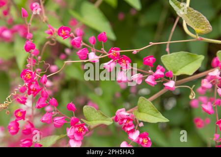 Mexikanischer Kriecher, auch Antigonon Leptopus genannt, Korallenrebe, Königskranz, Coralita, Bienenbuschblume Stockfoto