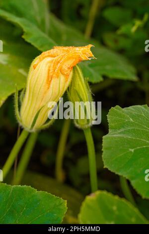 Große, geschlossene orangefarbene Zucchini-Blume, weicher Fokus. Kürbisblüte große gelbe Blume. Wunderschöne Wildblumen aus der Nähe Stockfoto