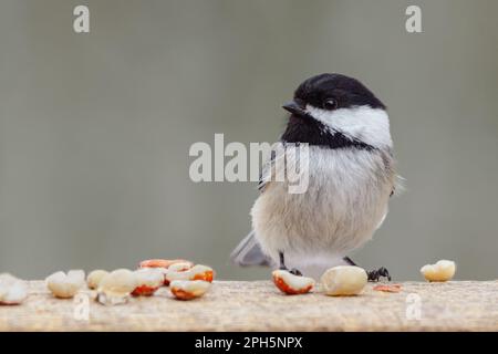 Ein schwarzes, gekapseltes Hühnchen, das an Deck mit Erdnüssen auf einem blassem, verschwommenen Hintergrund sitzt. Stockfoto