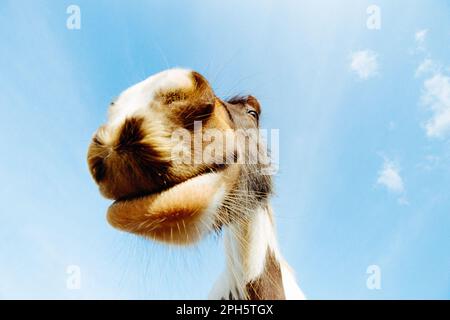 Pferd, Ultra-Nahaufnahme, Blick nach oben, Augen fokussiert. Weitwinkel, Perspektive, nah und persönlich, lustig, humorvoll, Tier Stockfoto