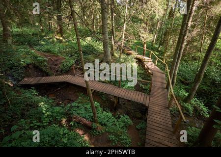 Fußgängerwege aus Holz, Brücke über Quellen. Holy Springs ökologischer Pfad, Minsk Bezirk, Belarus. Stockfoto