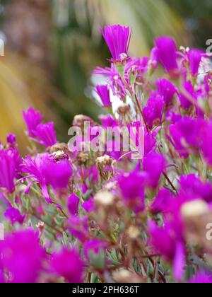 Bouquet de Fleurs Roses dans le jardin Stockfoto
