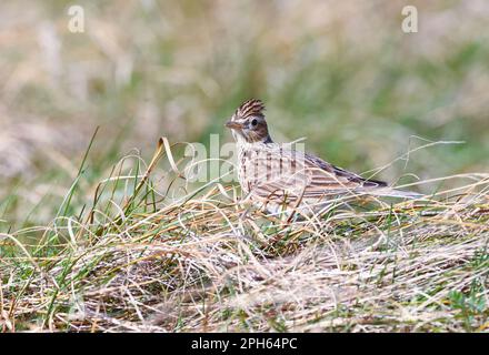 Die eurasische Skylark 'Alauda arvensis' sitzt auf langem Gras. Vorderer Vogel mit erhöhten Kronenfedern. Bull Island, Dublin, Irland Stockfoto