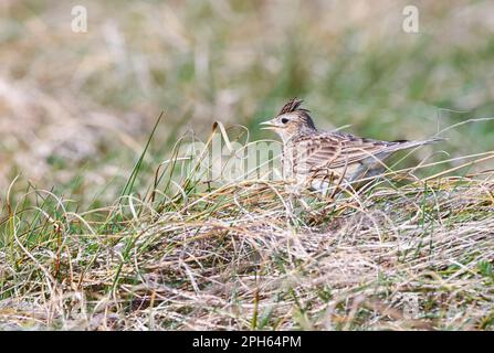 Die eurasische Skylark „Alauda arvensis“ singt, während sie in langem Gras getarnt ist. Bull Island, Dublin, Irland Stockfoto