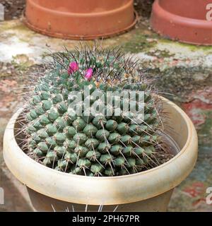 Mammillaria spinosissima, auch bekannt als Kissenbeutelkaktus, Beehive-Kaktus, ist Spinystar ein blühender Kaktus. Für Zierzwecke verwendet. Stockfoto