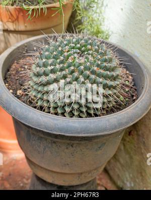 Mammillaria spinosissima, auch bekannt als Kissenbeutelkaktus, Beehive-Kaktus, ist Spinystar ein blühender Kaktus. Für Zierzwecke verwendet. Stockfoto