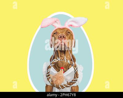 Niedliches Hündchen, Korbkranz und weiches, weiches Spielzeug. Frohe Ostern. Nahaufnahme, Studioaufnahme, drinnen. Tageslicht. Glückwunsch an die Familie, die Lieben, die Verwandten Stockfoto