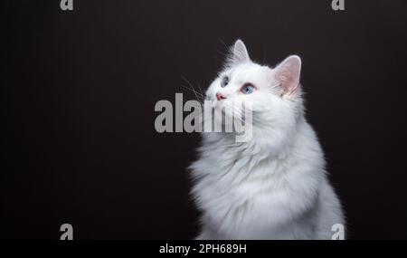 Die flauschige weiße Ragdoll-Katze schaut zur Seite in den Kopierbereich. Hochformat auf braunem Hintergrund mit Kopierbereich Stockfoto