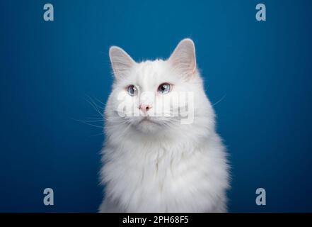 Weiße Katze mit blauen Augen im Porträt auf blauem Hintergrund mit Kopierbereich Stockfoto