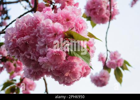 Zweig der blühenden Sakura. Rosa zarte Blumen Stockfoto
