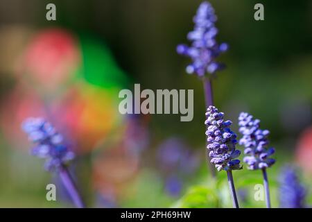 Blaue Salvia-Blume im Garten Stockfoto