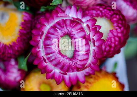 Violettes Chrysanthemum Es gibt viele Arten und ist beliebt im Anbau von Thailand Stockfoto