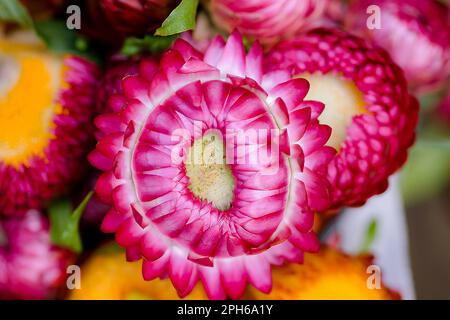 Violettes Chrysanthemum Es gibt viele Arten und ist beliebt im Anbau von Thailand Stockfoto