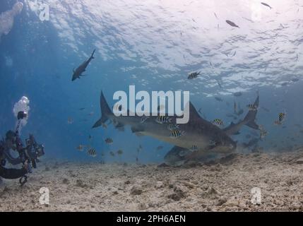 Taucher, die Tigerhaie in Fuvahmulah (Malediven) fotografieren Stockfoto