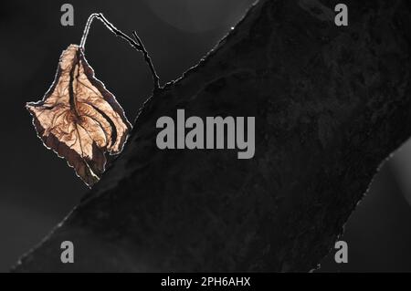Ein Makrofoto eines Herbstblattes, dessen schwarze Venen stark gegen die warmen Farben kreisen. Stockfoto
