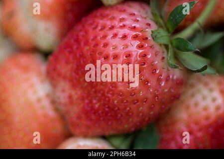 Rote Erdbeeren haben einen süßen und sauren Geschmack. Erdbeeren ist eine wichtige kommerzielle Frucht. Es gibt eine Vielzahl von Wetterbedingungen rund um den Strand Stockfoto