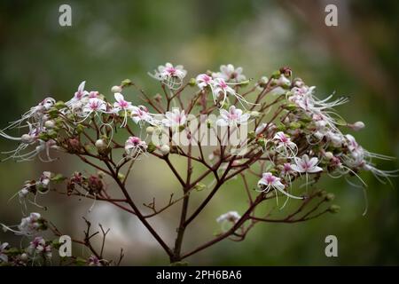 Eine Kirschblüte, auch bekannt als japanische Kirsche oder Sakura, ist eine Blume aus vielen Bäumen der Gattung Prunus oder Prunus subg. Cerasus. Stockfoto