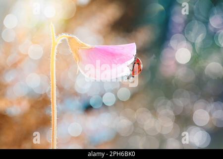 Wunderschöner roter Marienkäfer, der auf duftenden Erbsen spaziert. Stockfoto