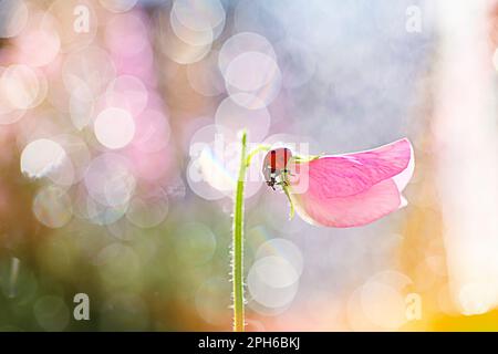 Wunderschöner roter Marienkäfer, der auf duftenden Erbsen spaziert. Stockfoto