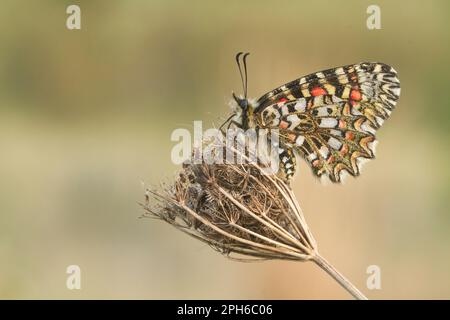 Nahaufnahme des Schmetterlings Zerynthia rumina mit geschlossenen Flügeln auf einer Blume vor unscharfem Hintergrund Stockfoto