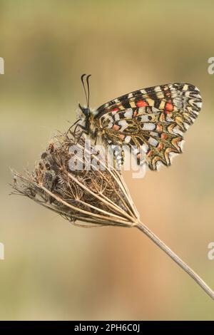 Nahaufnahme des Schmetterlings Zerynthia rumina mit geschlossenen Flügeln auf einer Blume vor unscharfem Hintergrund Stockfoto